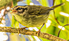 Basileuterus melanotis