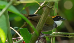 Arremon brunneinucha