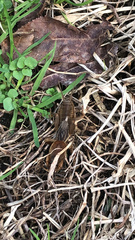 Neocurtilla hexadactyla