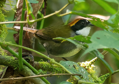 Arremon brunneinucha