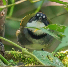 Arremon brunneinucha