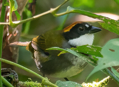 Arremon brunneinucha