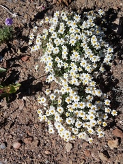 Zinnia acerosa