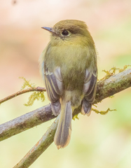 Empidonax flavescens