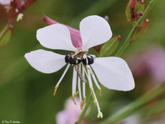 Stenodynerus anormis