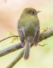 Empidonax flavescens