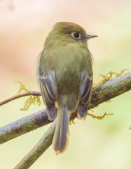 Empidonax flavescens