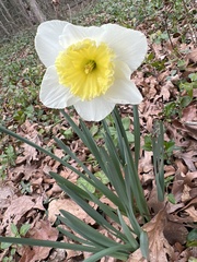 Narcissus × incomparabilis