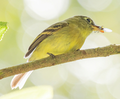 Empidonax flavescens