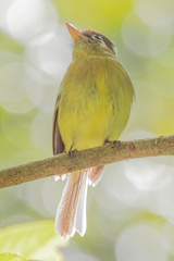 Empidonax flavescens