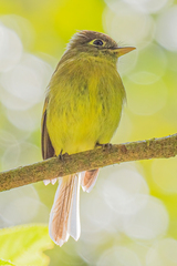 Empidonax flavescens