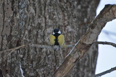 Parus major