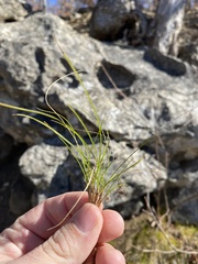 Carex eburnea