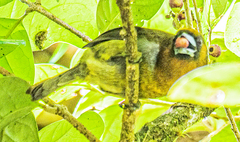 Semnornis frantzii