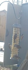 Passer domesticus