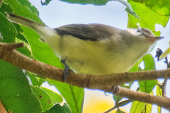 Vireo leucophrys
