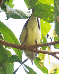 Vireo leucophrys
