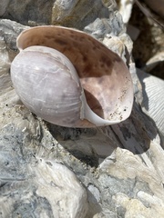 Bulla gouldiana