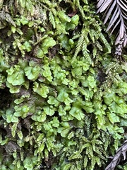 Cryptomitrium tenerum