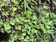 Cryptomitrium tenerum