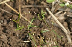 Scleromitrion diffusum