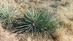 Yucca necopina