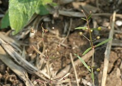 Scleromitrion diffusum