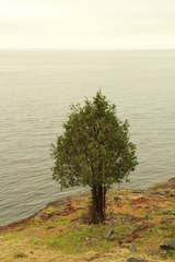 Juniperus maritima