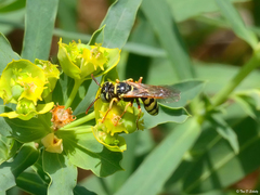 Philanthus ventilabris