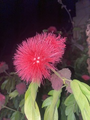 Calliandra