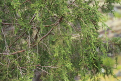 Juniperus maritima