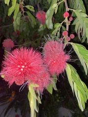 Calliandra