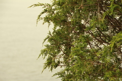 Juniperus maritima