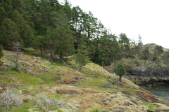 Juniperus maritima
