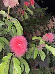 Calliandra