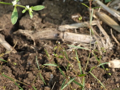 Scleromitrion diffusum