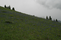 Dracocephalum grandiflorum
