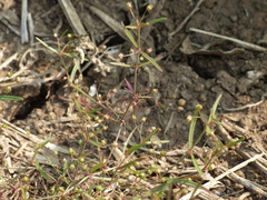 Scleromitrion diffusum