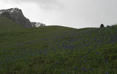 Dracocephalum grandiflorum