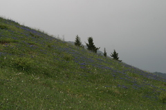 Dracocephalum grandiflorum
