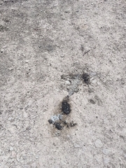 Lutrogale perspicillata