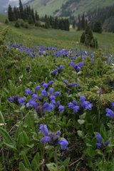 Dracocephalum grandiflorum