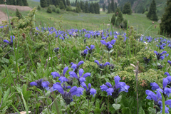 Dracocephalum grandiflorum