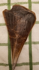 Pinnidae