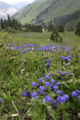 Dracocephalum grandiflorum