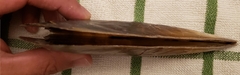 Pinnidae
