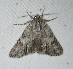 Acronicta longa
