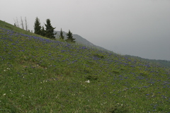 Dracocephalum grandiflorum