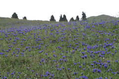 Dracocephalum grandiflorum