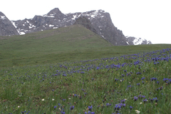 Dracocephalum grandiflorum